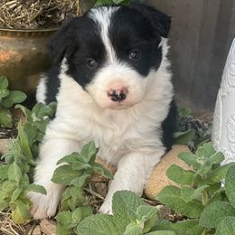 Border Collie Puppies from I&A Border Collies