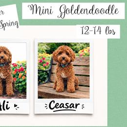 Goldendoodle puppies from Diamond Companions