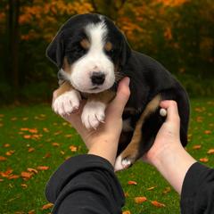 Blaze - Red - Black, white and red male Greater Swiss Mountain Dog puppy in Everett, Pennsylvania from Sweet Stream Swissies
