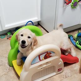 Golden Retriever Puppies from Golden Meadows of Utah
