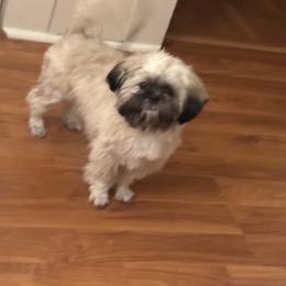 Coco - Shih Tzu