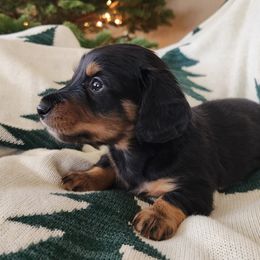 Jackson - Black and tan Dachshund puppy in Lindsay, California from Lazy K&M Dachshunds