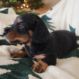 Jackson - Black and tan Dachshund puppy in Lindsay, California from Lazy K&M Dachshunds
