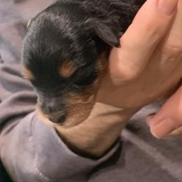 Hope - Black and tan female Schnoodle puppy in Kentucky from Mrs Bs Teeny Schnauzers & Doodles