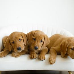 Fiona - Yellow female Labrador Retriever puppy in Allons, Tennessee from UC Labradors LLC