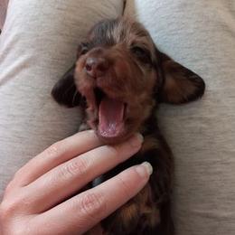 Dachshund Puppies from White River Valley Kennel