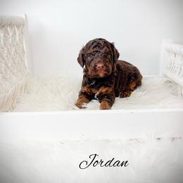Jordan - Phantom male Goldendoodle puppy in from Pink Poodles and Doodles