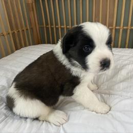 Purple female - Red and white female Saint Bernard puppy in Albany, Georgia from Magnolia Saint Bernards