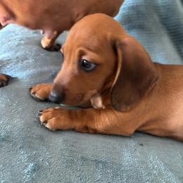 Soza - Red male Dachshund puppy in Yuma, Arizona from Desert dashies