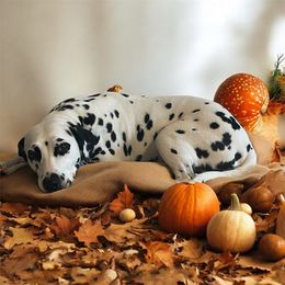 Delilah - Dalmatian