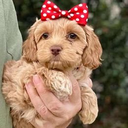 Birdie - Red roan female Cockapoo puppy in Mocksville, North Carolina from Little Bear Doodles