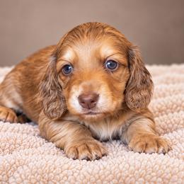 Copper - Red male Dachshund puppy in Mountainburg, Arkansas from Farm House miniatures