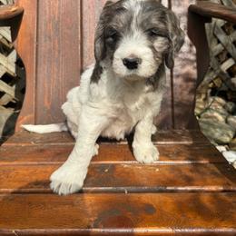 Sundance - Merle female Saint Berdoodle puppy in Traverse City, Michigan from Bare Paws Saint Berdoodles