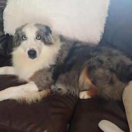 Cash - Australian Shepherd