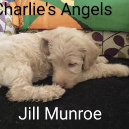 Labradoodle Puppies from Hills labradoodles
