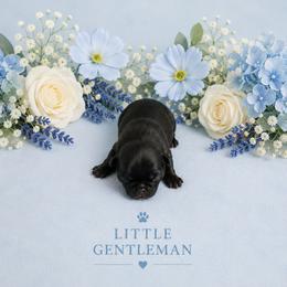 Black Boy - Black male Pug puppy in Tulsa, Oklahoma from Locust Creek Pugs & Japanese Chin's
