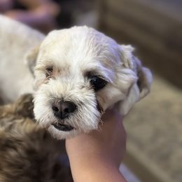 Shichon All Grown Up from Checkered flag breeding