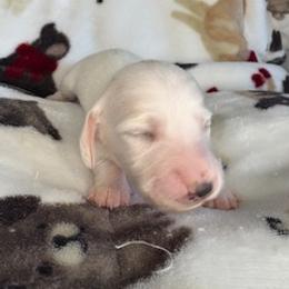 Winnie - Cream male Dachshund puppy in Vancouver, Washington from Cascade Minis