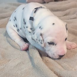 Boy 2  PLEDGE - White and black male Dalmatian puppy in Sebring, Florida from God It Covered In Spots Dalmatians