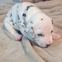 Boy 2  PLEDGE - White and black male Dalmatian puppy in Sebring, Florida from God It Covered In Spots Dalmatians