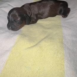 Slinky - Sable male Dachshund puppy in Hilliard, Florida from Wiggle Weens