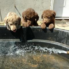 Chesapeake Bay Retriever Puppies from Dead Stream Kennel