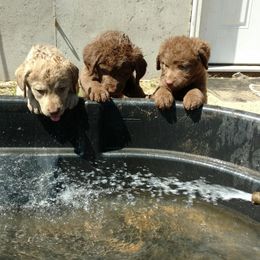 Chesapeake Bay Retriever Puppies from Dead Stream Kennel