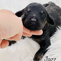 Goldendoodle Puppies from Lipscomb Doodles