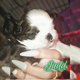 JUDD - Brindle and white male Shih Tzu puppy in Los Banos And Bay Area, California from Shantii's Shih Tzu's