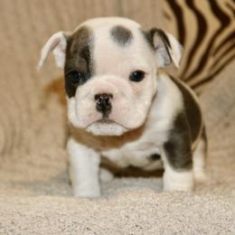 Snowflake - Blue tri-color female Bulldog puppy in Zionsville, Indiana from Midwest Bulldogs