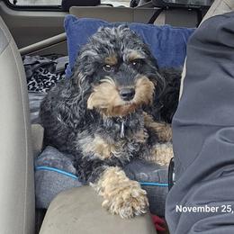 Peggy - Cockapoo