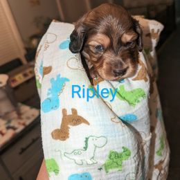 Boy 4 - Dachshund puppy in Homosassa, Florida from Foxies Doxies