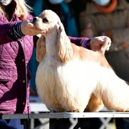 Kami - Cocker Spaniel