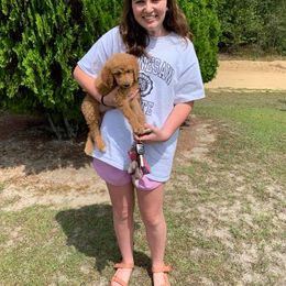 Aussiedoodles, Goldendoodles, and Labradoodles from Cherokee Rose kennels