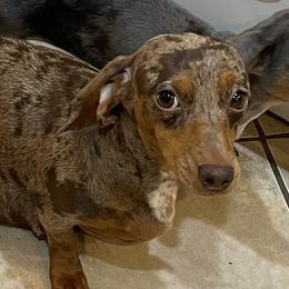 Layla - Dachshund