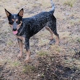 Mylie - Blue female Australian Cattle Dog puppy in Colbert, Oklahoma from LoveAHeeler