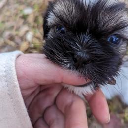"Two Chainz" Shih Tzu Puppies from We Shih Tzu Not!