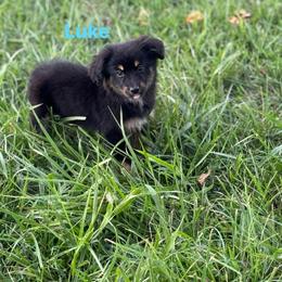 Miniature Australian Shepherd Puppies from Dutton's Show Me Farms