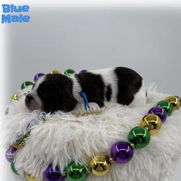 Gumbo - Brown white and tan male Cocker Spaniel puppy in Texarkana, Texas from K&M Cocker Spaniels