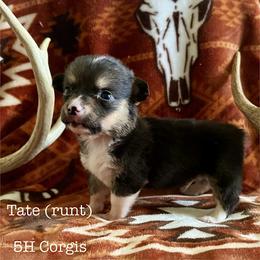 American Corgi Puppies from 5H Corgis