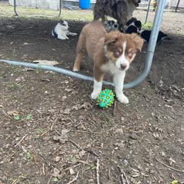 Kat - Red tri-color female Australian Shepherd puppy in Kenosha, Wisconsin from Out of this World Aussies