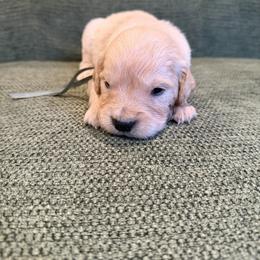 Male puppy pick 1 - Light golden male Golden Retriever puppy in Colville, Washington from Columbia Ridge Goldens