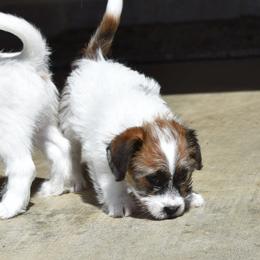 Reilly Girl 1 - White and tan female Russell Terrier puppy in Middletown, Virginia from DBF Russell Terriers