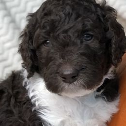 Labradoodle, Australian Labradoodle, and Schnoodle Puppies from Lake Mountain Doodle