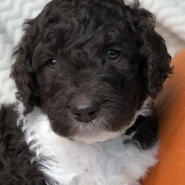 Labradoodle, Australian Labradoodle, and Schnoodle Puppies from Lake Mountain Doodle