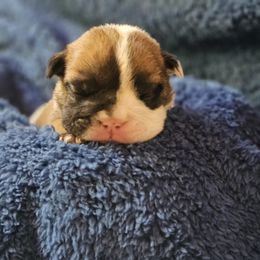 Boy 1 - Red brindle and white male Bulldog puppy in Lewisberry, Pennsylvania from Salted Rim Corgis
