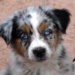 Aspen - Blue merle female Australian Shepherd puppy in San Tan Valley, Arizona from Mott Ranch - Blazin' Sun Aussies
