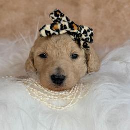 Flora - Cream female Poodle puppy in Detroit Lakes, Minnesota from Pickerel Pups
