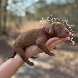 Coming soon - Red  female Poodle puppy in Spring Hills, Florida from The Olympus Standard Poodle