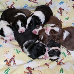 Australian Shepherd Puppies from Purple Tyger Creations